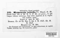 Hymenula rubella image